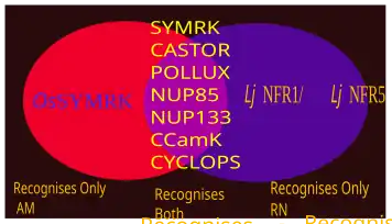 Some SYM genes respond to both RN and AM symbiosis. Some variants exclusively respond to any 1 type of the symbioses.