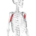 Still image. Lateral view.