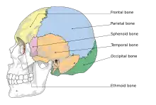 Cranial bones