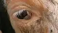 On third eyelid, papilloma-like (see hairs)