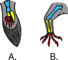 Fin and limb