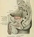 Lateral cross-section of the male pelvis and its contents.