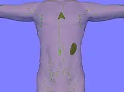 Lymphatic system. Thymus and spleen are clearly visible.