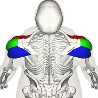 Back