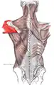 Deltoid muscle
