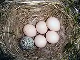 In brood parasitism, the host raises the young of another species, here a cowbird's egg, that has been laid in its nest.