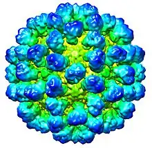CryoEM reconstruction of "Rabbit hemorrhagic disease virus" (RHDV) capsid. EMDB entry EMD-1933