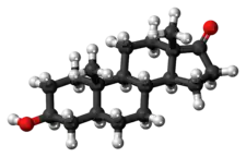 Ball-and-stick model of the epiandrosterone molecule