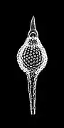 Eusyringium sipho