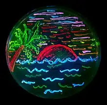 Beach scene with live bacteria in a Petri dish expressing different fluorescent proteins. Microbial art by Nathan Shaner, 2006
