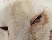 Vet.ophthalmologist Yastrebov O. St.Peterburg, Russia