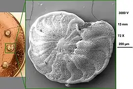 Planulina Limbata (Planulinidae)