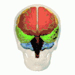 Both hemispheres. Left and right lobes are color-matched.&nbsp;&nbsp;Insular lobe