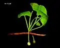 Extinct Ginkgo adiantoides, or possibly a new US taxon, G.&nbsp;cranei