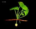Extant G. biloba