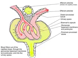 Glomerulus