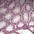 Goblet cells in large intestine