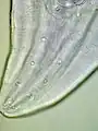 Postcloacal papillae