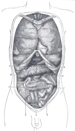 Front view of the thoracic and abdominal viscera