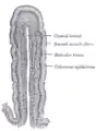 Vertical section of a villus from the dog's small intestine. X 80. (Simple columnar epithelium labelled at right, third from the top.)