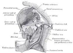 Liver with the septum transversum. Human embryo 3&nbsp;mm. long.