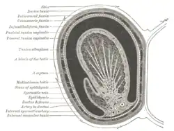 Transverse section through the left side of the scrotum and the left testis.