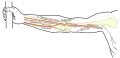 Front of right upper extremity, showing surface markings for bones, arteries, and nerves.