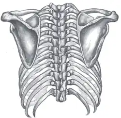 View of the bones of the thorax and shoulders from behind.