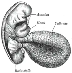 Human embryo of 2.6&nbsp;mm.