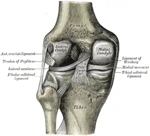 Left knee joint from behind, showing interior ligaments