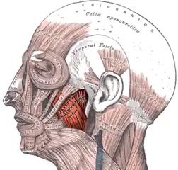The left masseter muscle (red highlight), shown partially covered by superficial muscles such as the platysma muscle, the zygomaticus major muscle and the zygomaticus minor muscle