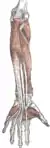 Deep muscles of the anterior forearm