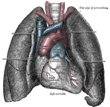 The arch of aorta can be seen here, with the lungs to either side and emerging from the heart, below.