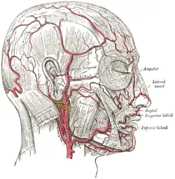 The arteries of the face and scalp