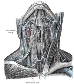 The veins of the neck, viewed from in front.