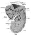 Reconstruction of peripheral nerves of a human embryo of 10.2&nbsp;mm. (Label for Diencephalon is at left.)