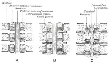 Development of vertebrae