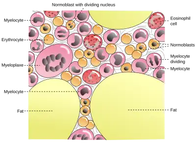 Cells in bone marrow