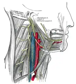 Hypoglossal nerve, cervical plexus, and their branches