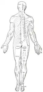 Distribution of the cutaneous nerves. Dorsal aspect.