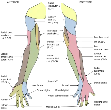 Diagram of segmental distribution of the cutaneous nerves of the right upper extremity.