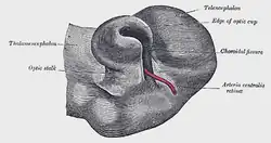 Optic cup and choroidal fissure seen from below, from a human embryo of about four weeks.