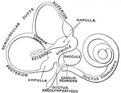 The membranous labyrinth.