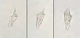 Three examples of cells with an elongated shape with a distinctive spiral in the center and pointed ends.