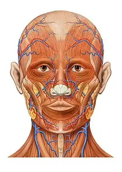 Head anatomy anterior view