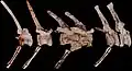 Caudal vertebrae of Ichthyovenator, showing haemal arches below tail.