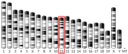 Chromosome 11 (mouse)