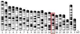 Chromosome 15 (mouse)