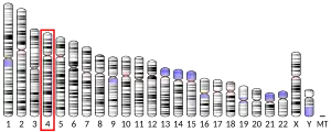 Chromosome 4 (human)