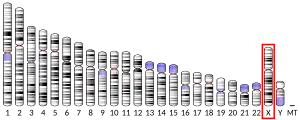 X chromosome (human)